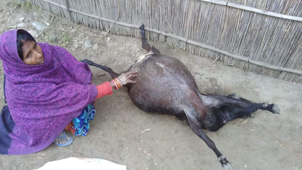 तेंदुए के हमले से बकरी की मौत दहशत