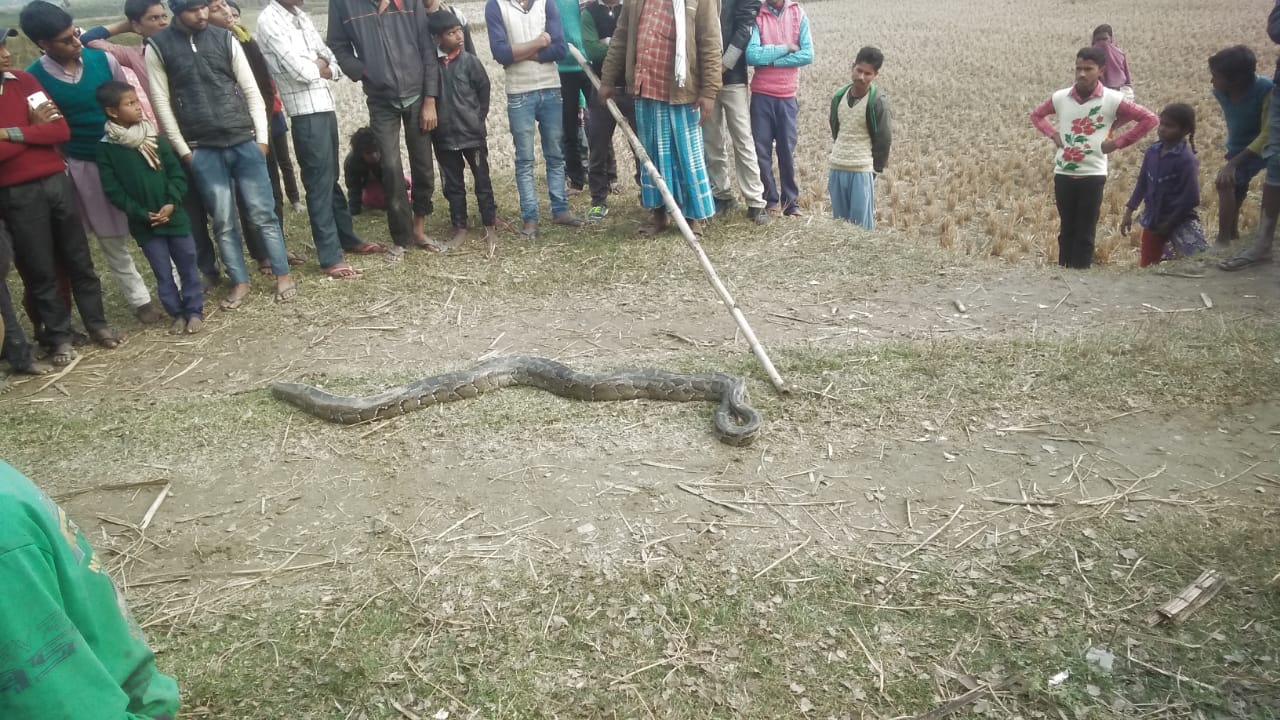 अजगर निकलने से अफरातफरी का माहौल लोग दहसत  में ।