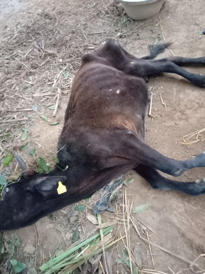 अपनी मोत तो जिंदगी से जूझ रही गाय
