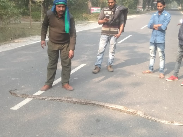 जंगल से भटके चित्रांग सांप निकला रोड पर आवागमन ठप