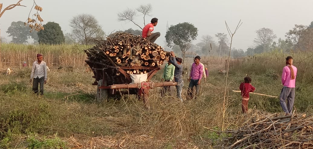 लकड़ कट्टों के हौसले बुलंद हरे भरे पेड़ों पर चल रहे आरे