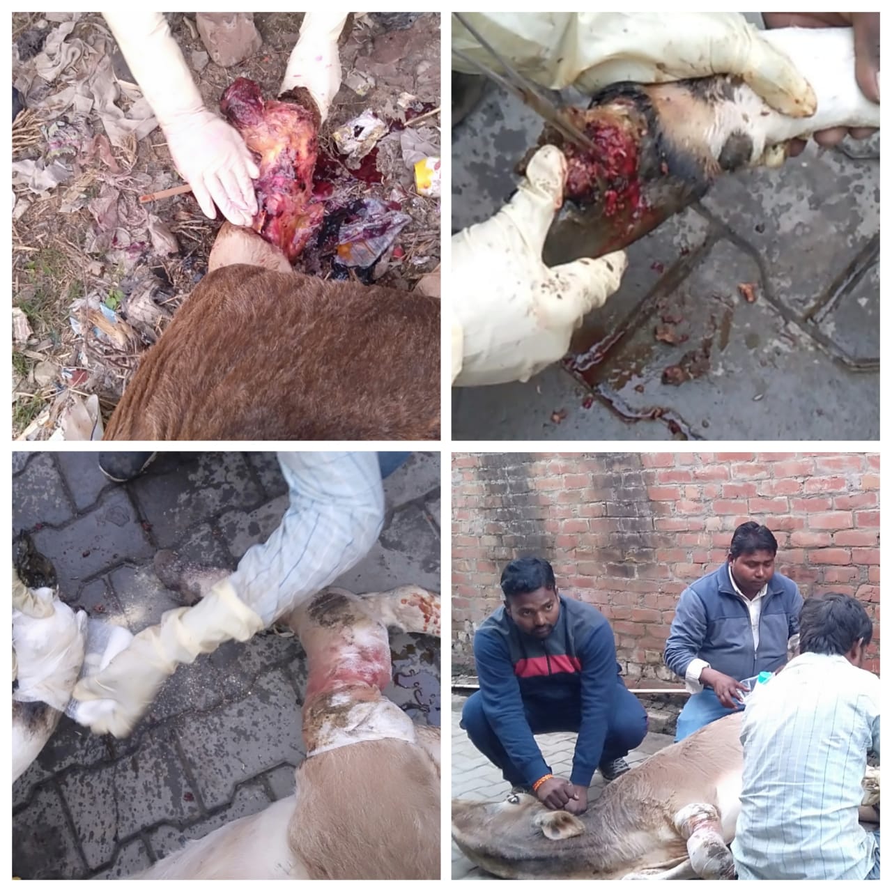 एक गाय गंभीर रूप से घायल