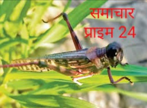 बलरामपुर टिड्डी दल के प्रकोप से फसलों को बचाने के लिए किसान भाइयों को किया गया जागरूक। रिपोर्ट :- पंकज कुमार सिंह।