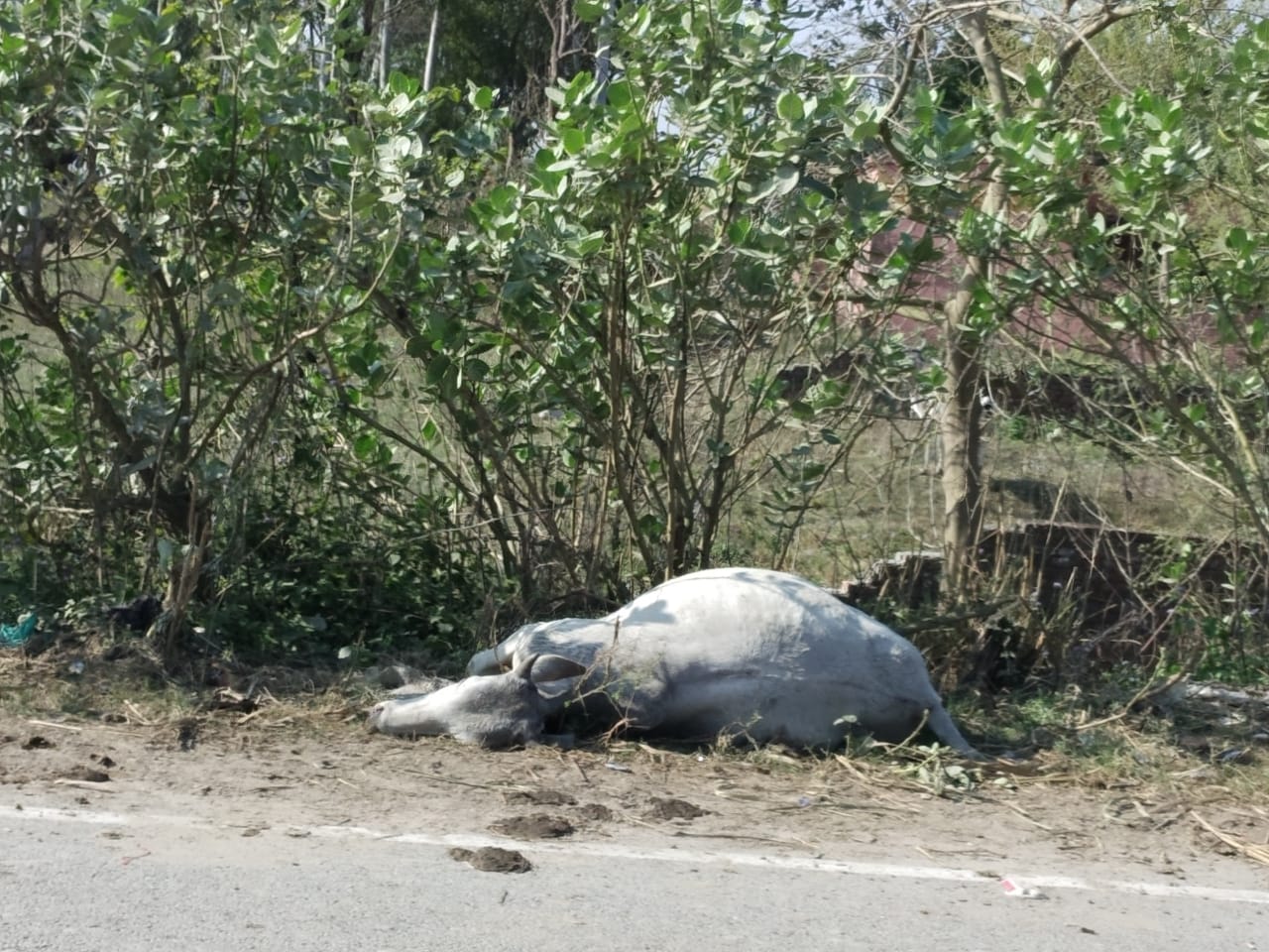 निघासन पलिया स्टेट हाईवे बम्हनपुर मैं मृत अवस्था मैं पड़ी गाय