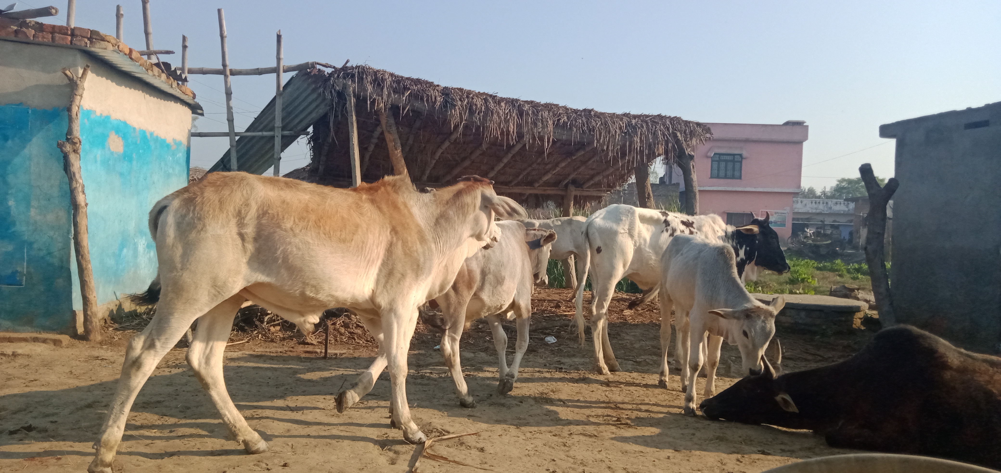 आवारा पशुओं की समस्या से जूझ रहा क्षेत्र का गरीब किसान