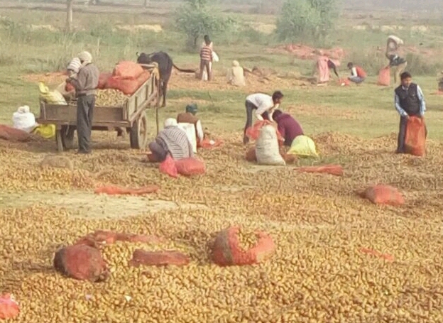 किसान हुआ बर्बाद ...खोमचे वाले माला माल ....कुलदीप शर्मा .
