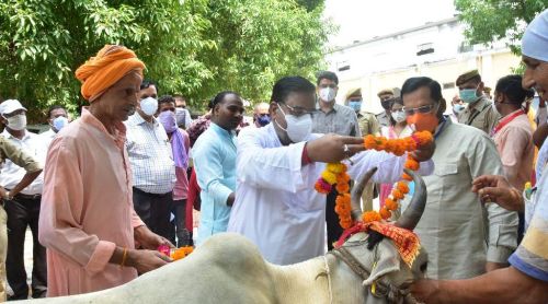 राष्ट्रीय पोषण माह के शुभारम्भ अवसर पर कुपोषित परिवार को भेंट की गई गाय।