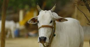 UP: गौशाला खोलने के नाम पर लाखों रुपये का फर्जीवाड़ा, ऐसे ऐंठते थे मोटी रकम