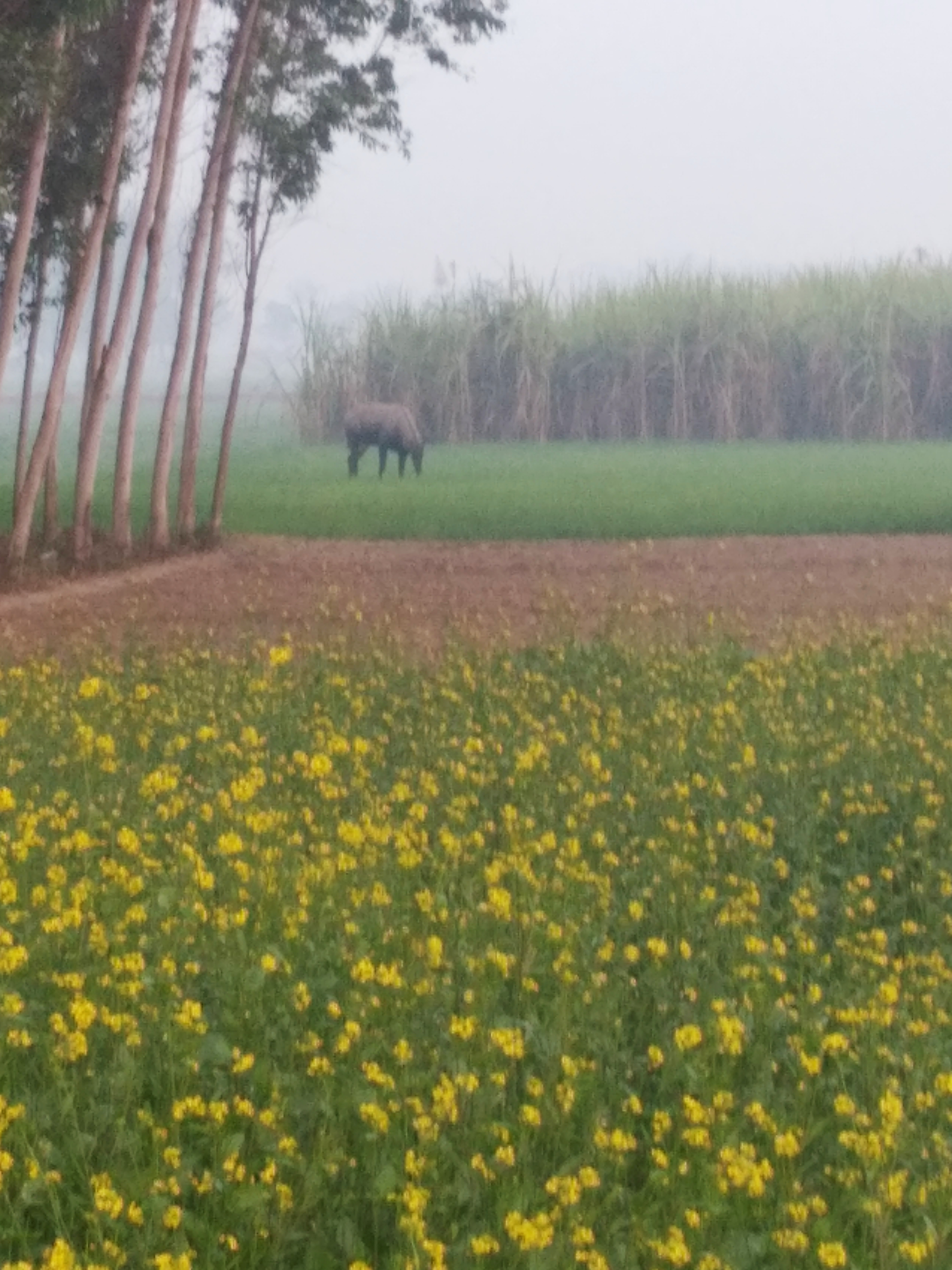 जंगली भैंसों ने किया फसल नुकसान