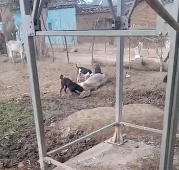 गौशाला में गाय को गांव के आवारा कुत्तों ने नोच नोच के खा लिया
