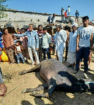 खंडार के गोठड़ा गांव में 11 केवी विद्युत करंट से भैंस की हुई मौत