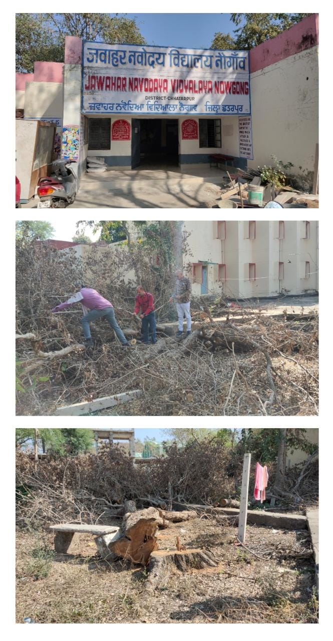 नवोदय विद्यालय नौगांव में इमारती लकड़ी के लालच में काटे जा रहे हरे भरे वृक्ष।