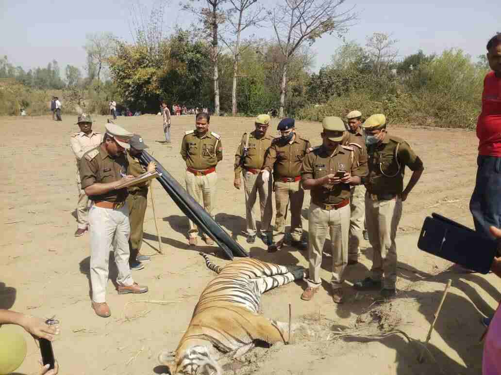 शिकारियों की चपेट में आकर टाइगर की असामयिक मृत्यु