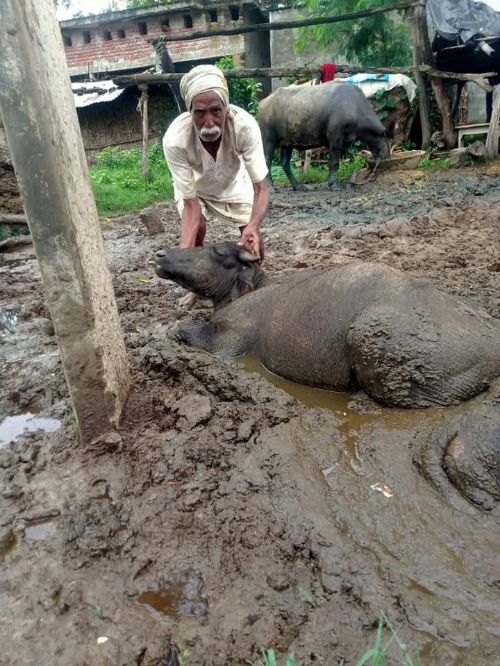 बीती रात करीब चार बजे बिजली करेंट की चपेट में आ जाने से 3 मवेशियों की हुई मौत...