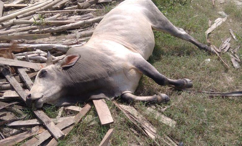 ट्रांसफार्मर की चपेट में आने से हुई सांड की मौत, आए दिन होती रहती हैं ऐसी घटनाएं।