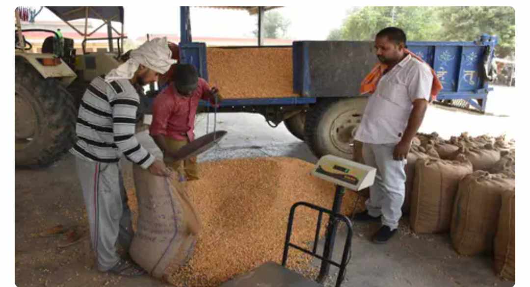 सोना उगल रही ग्रीष्मकालीन मक्का