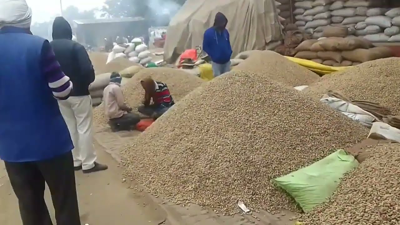 जलालाबाद मंडी में ₹4500 से लेकर ₹ 6500तक  प्रति क्विंटल बिकी मूंगफली