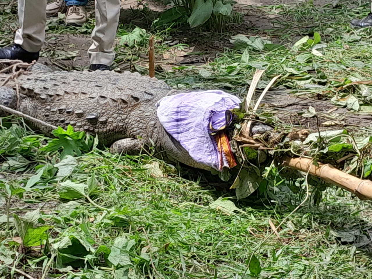 नगला उजीर में निकला मगरमच्छ,ग्रामींणो में दहशत , वन विभाग की टीम ने ग्रामीणों की मदद से पकड़ा। 
