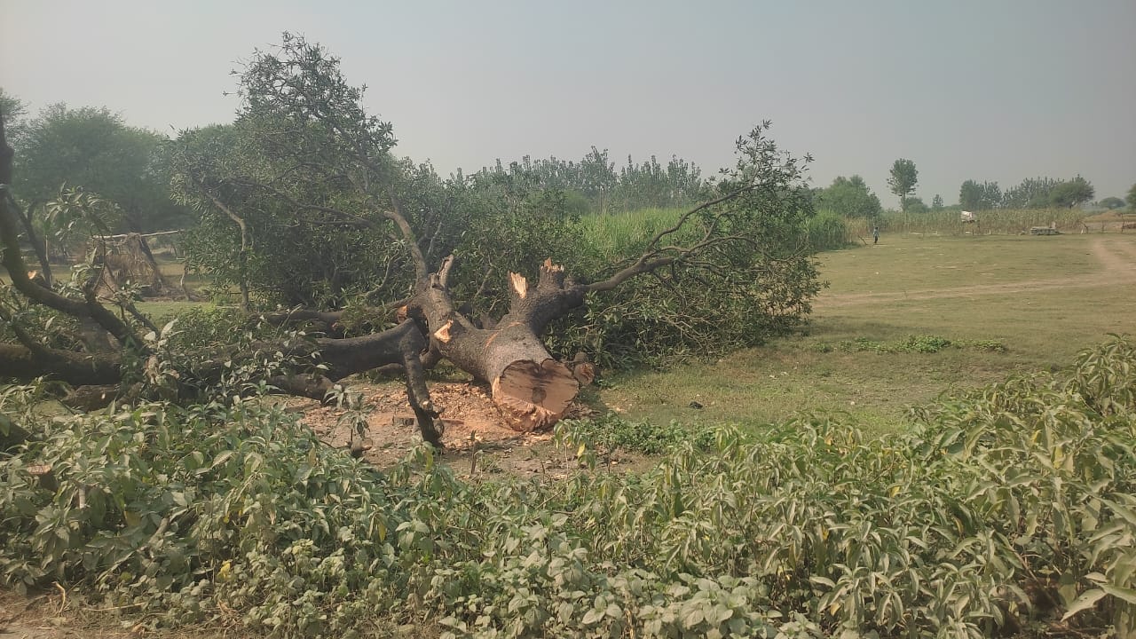 उद्यान विभाग की रिपोर्ट पर वन विभाग जारी कर रहा हरे पेड़ काटने की परमिट।