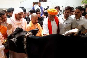 सीएम योगी ने गाय को खिलाया चारा