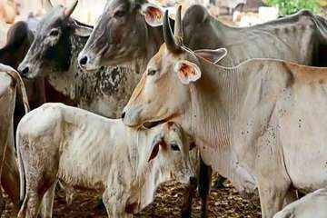 बाँदा के ओरन गौशाला में आये दिन जानवर खत्म हो रहे है प्रशासन कर रहे है अनदेखी"
