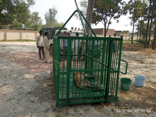 खूंखार तेंदुए के हमले से 6 व्यक्ति घायल। रिपोर्ट :- पंकज कुमार सिंह।