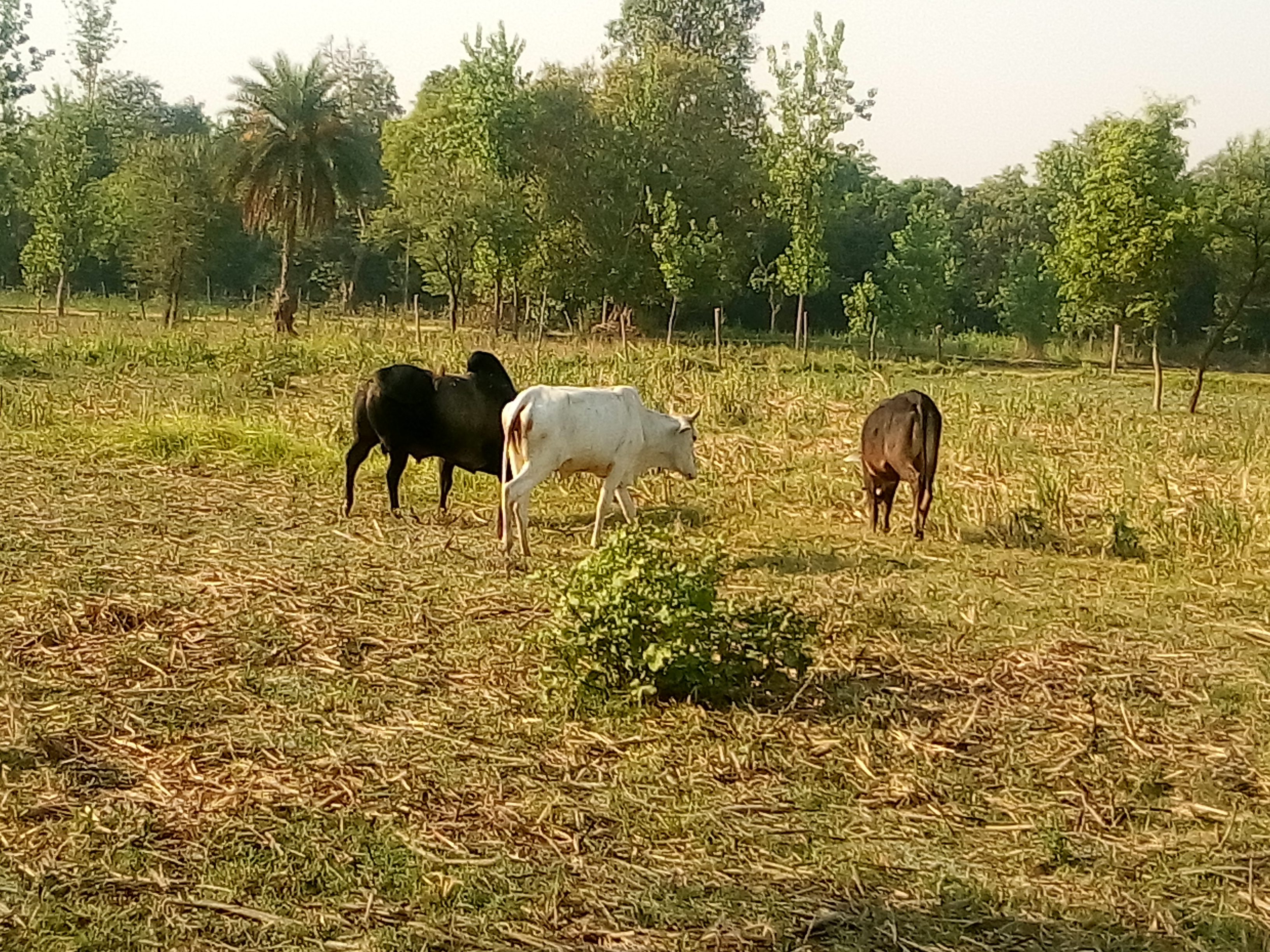 बहराइच ब्रेकिंग:- 'किसानों के खेतों में छुट्टा जानवरों का आतंक जारी, सरकार नहीं कर पा रही इसका कोई उपाय' रिपोर्ट :-दीपक कुमार