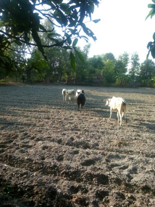 बहराइच:-* *उत्तर प्रदेश सरकार की नीतियों की धज्जियां उड़ा रहे हैं ग्राम विकास अधिकारी लेखपाल व ग्राम प्रधान*   रिपोर्ट :- दीपक कुमार।