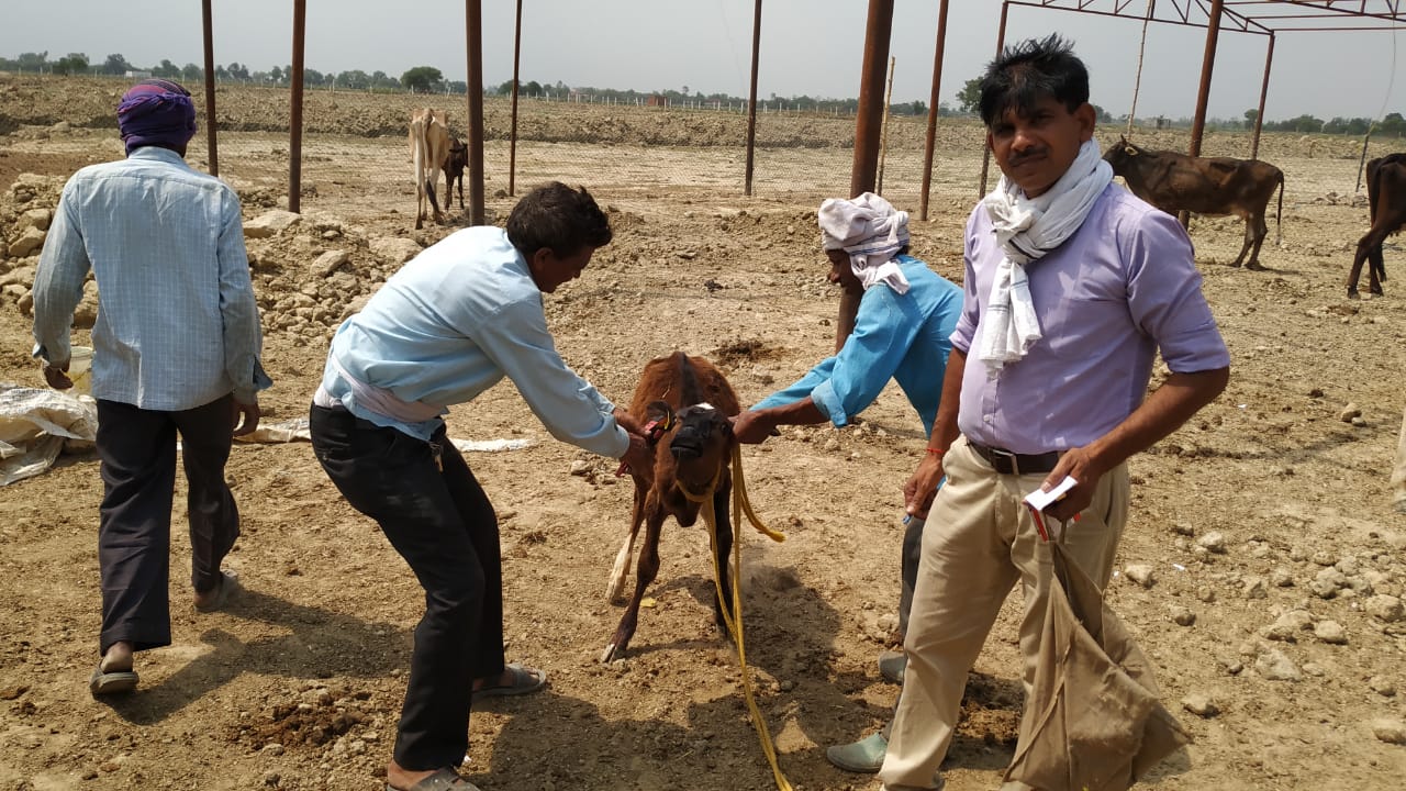 डीएम के निर्देश पर जनपद में निराश्रित गौवंश का टैगिंग कार्य, युद्ध स्तर पर निरंतर जारी