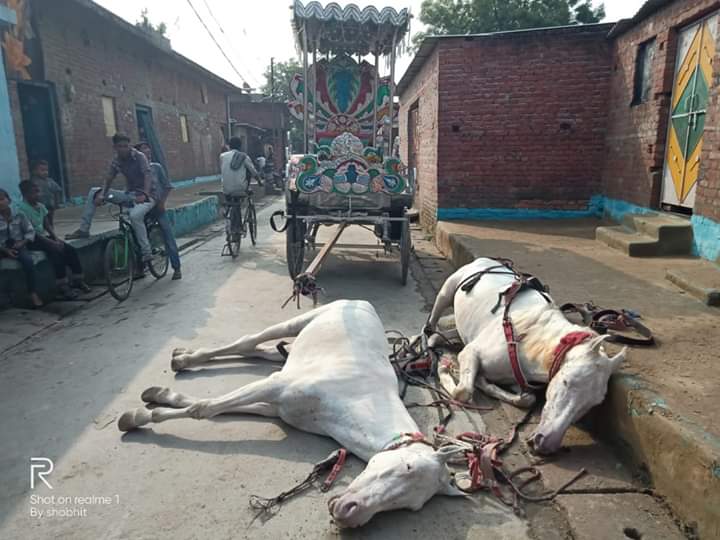 बारात से लौट रही बग्घी में उतरा करंट दो घोड़ों की मौत /इनपुट/ उदित शर्मा